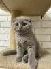 Photo №1. scottish fold - à vendre en ville de Krasnodar | négocié | Annonce № 57072