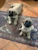 Photo №2 de l'annonce № 18147 de la vente bullmastiff - acheter à Ukraine annonce privée