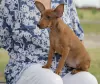 Photo №3. Chiot pinscher nain rouge foncé 3 mois.. Biélorussie