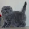 Photo №2 de l'annonce № 122844 de la vente scottish fold - acheter à La finlande 