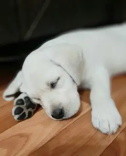 Photo №4. Je vais vendre labrador retriever en ville de Volgodonsk. de la fourrière, éleveur - prix - Négocié