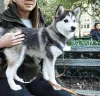 Photo №1. husky de sibérie - à vendre en ville de Rovinari | 350€ | Annonce №8225