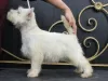 Photos supplémentaires: Chiot West Highland White Terrier d'Interchampion