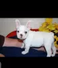 Photo №4. Je vais vendre bouledogue en ville de Hannover. annonce privée - prix - 411€