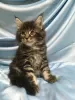 Photo №4. Je vais vendre maine coon en ville de Chelyabinsk. de la fourrière - prix - 333€