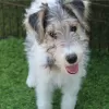 Photo №1. fox-terrier - à vendre en ville de Jarlmadangah Burru | 946€ | Annonce №50389