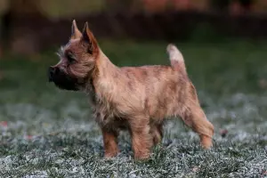 Photo №1. cairn terrier - à vendre en ville de Moscou | Négocié | Annonce №4424