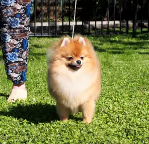 Photo №3. Boy Spitz Pomeranian à vendre. Fédération de Russie