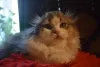 Photo №1. scottish fold - à vendre en ville de Cracovie | négocié | Annonce № 12013