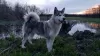 Photo №1. malamute de l'alaska - à vendre en ville de Kherson | 93€ | Annonce №13707