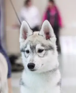 Photo №2 de l'annonce № 2185 de la vente husky de sibérie - acheter à Fédération de Russie de la fourrière, éleveur