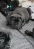 Photos supplémentaires: Chiots cane corso