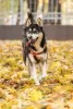 Photo №1. husky de sibérie - à vendre en ville de Москва | Gratuit | Annonce №123982