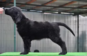 Photos supplémentaires: Chiots pour retriever aux cheveux raides