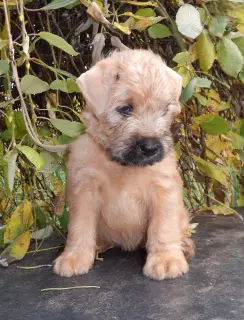 Photo №1. terrier irlandais à poil doux - à vendre en ville de Smolensk | 431€ | Annonce №4586