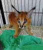 Photo №1. caracal - à vendre en ville de Birmingham | Gratuit | Annonce № 99618