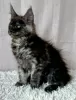 Photo №1. maine coon - à vendre en ville de Lublin | 1000€ | Annonce № 118442