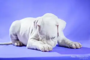 Photo №2 de l'annonce № 4363 de la vente dogue argentin - acheter à Fédération de Russie de la fourrière