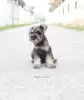 Photo №4. Je vais vendre schnauzer miniature en ville de Берлинген. annonce privée, de la fourrière, de l'abri - prix - 500€