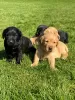 Photo №3. 2 MAGNIFIQUES CHIOTS LABRADOR KC PEDIGREE. Irlande