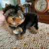 Photo №1. yorkshire terrier - à vendre en ville de Nuremberg | 237€ | Annonce №43029