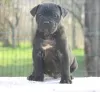 Photo №4. Je vais vendre cane corso en ville de Vršac.  - prix - Gratuit