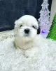 Photo №1. shih tzu - à vendre en ville de Дрезден | négocié | Annonce №44776