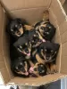 Photo №1. rottweiler - à vendre en ville de Антверпен | Gratuit | Annonce №108797