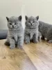 Photo №1. british shorthair - à vendre en ville de Оснабрюк | Gratuit | Annonce № 95888