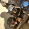 Photo №1. rottweiler - à vendre en ville de Hannover | Gratuit | Annonce №128429