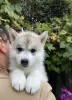 Photo №1. husky de sibérie - à vendre en ville de Gomel | négocié | Annonce №68930