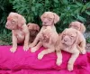 Photo №1. dogue de bordeaux - à vendre en ville de Vilnius | 350€ | Annonce №36077