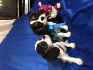 Photo №1. cavalier king charles spaniel - à vendre en ville de Minsk | 523€ | Annonce №1269