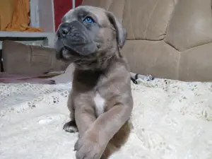 Photo №1. cane corso - à vendre en ville de Mourmansk | Négocié | Annonce №3955