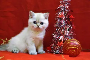 Photo №1. british shorthair - à vendre en ville de Izhevsk | 88€ | Annonce № 4736