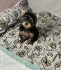 Photo №1. yorkshire terrier - à vendre en ville de Roermond | négocié | Annonce №102529