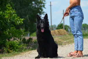 Photos supplémentaires: Chiots berger allemand, fille et garçon, avec documents, stigmatisation, vidéo,