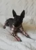 Photo №1. american hairless terrier - à vendre en ville de Riga | 1300€ | Annonce №18620