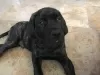 Photo №1. mastiff - à vendre en ville de Zürich | 500€ | Annonce №89088