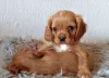 Photo №1. cavalier king charles spaniel - à vendre en ville de Jettingen | Gratuit | Annonce №130209