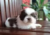 Photo №2 de l'annonce № 100398 de la vente shih tzu - acheter à USA annonce privée