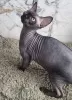 Photo №4. Je vais vendre sphynx en ville de Kettering. éleveur - prix - négocié