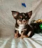 Photo №1. chihuahua - à vendre en ville de Minsk | 462€ | Annonce №31714