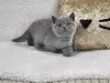 Photo №1. british shorthair - à vendre en ville de Антверпен | négocié | Annonce № 62167