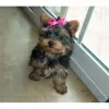 Photo №1. yorkshire terrier - à vendre en ville de Бордо | négocié | Annonce №10208