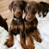 Photo №1. dobermann - à vendre en ville de Франкфурт | 400€ | Annonce №78850