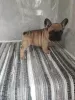 Photos supplémentaires: Chiots bouledogue français