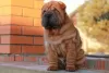 Photos supplémentaires: Chiots Shar Pei