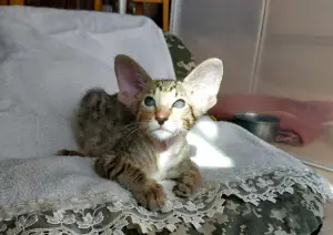 Photo №4. Je vais vendre oriental shorthair en ville de Moscou. de la fourrière - prix - 501€