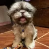 Photos supplémentaires: Chiot Shih Tzu prêt à être adopté